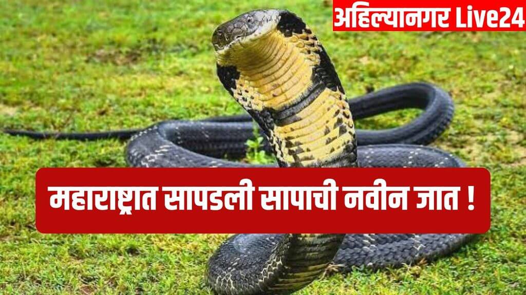 Snake News