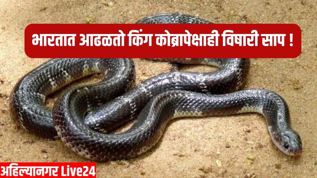 Snake News In Marathi