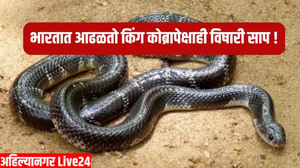 Snake News In Marathi