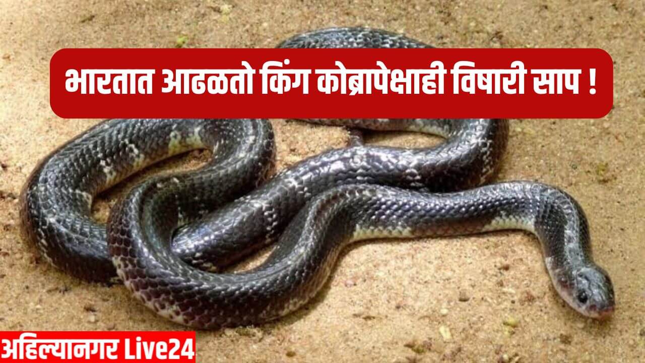 Snake News In Marathi