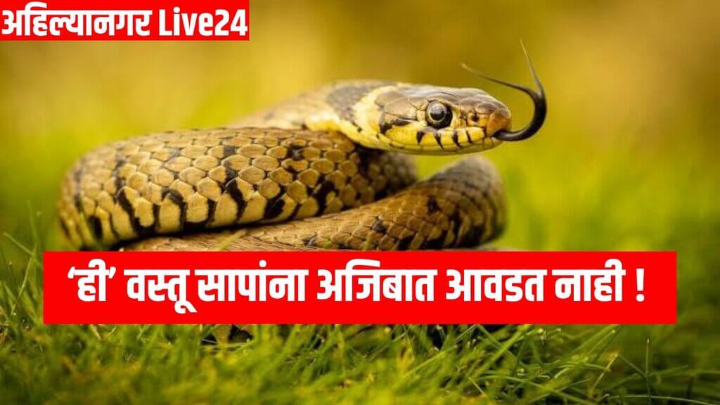 Snake Viral News