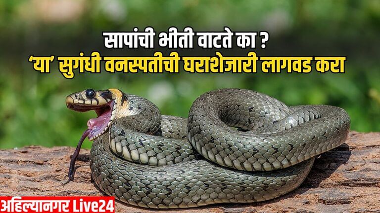 Snake Viral News