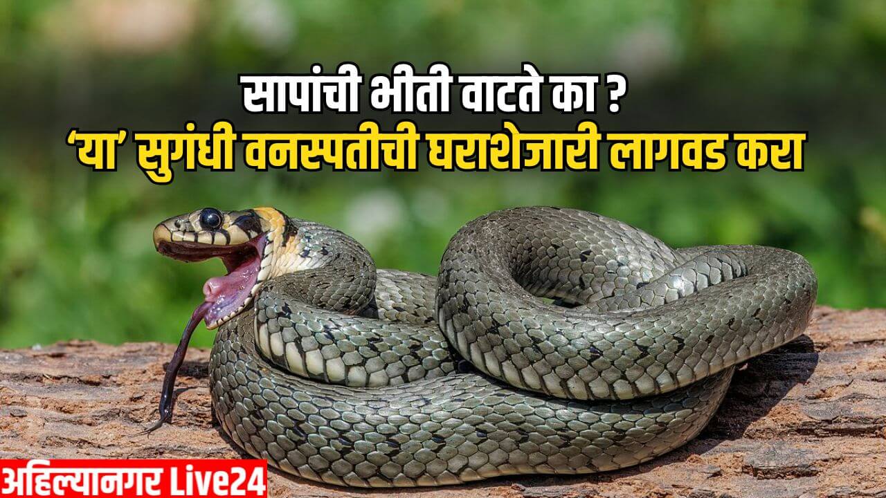 Snake Viral News
