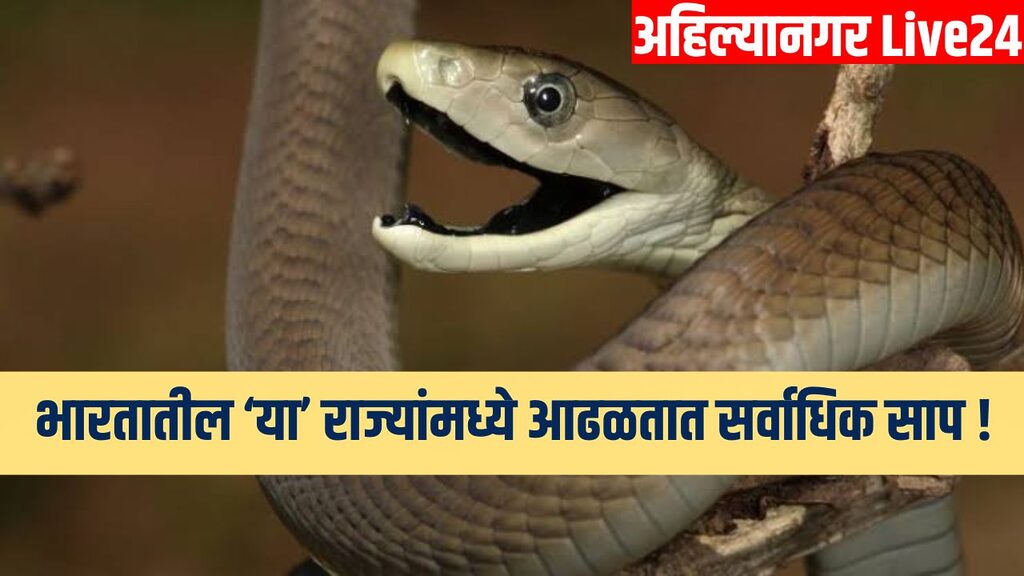 Snake Viral News