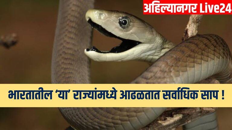 Snake Viral News