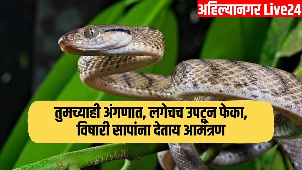 Snake Viral News