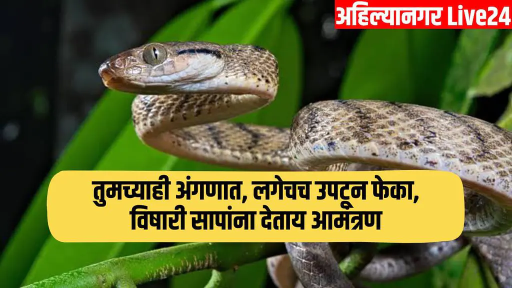 Snake Viral News