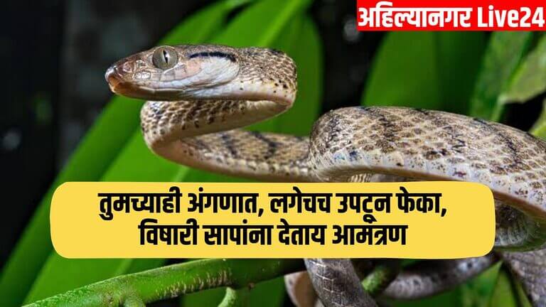 Snake Viral News