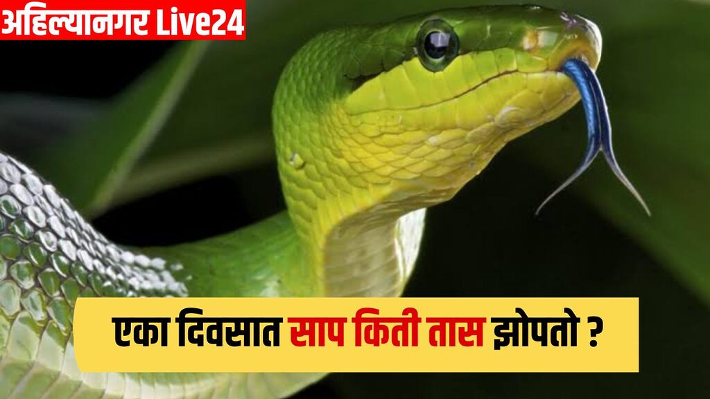 Snake Viral News