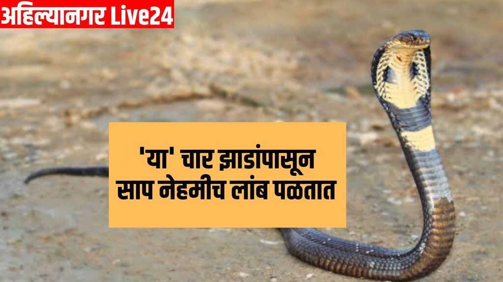 Snake Viral News