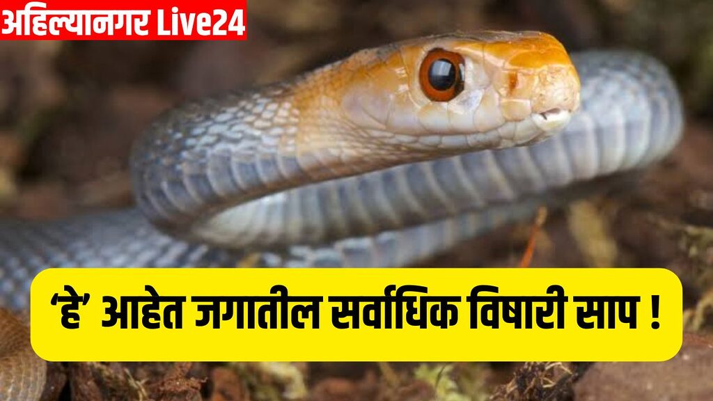 Snake Viral News