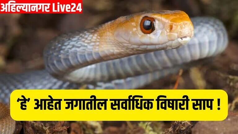 Snake Viral News