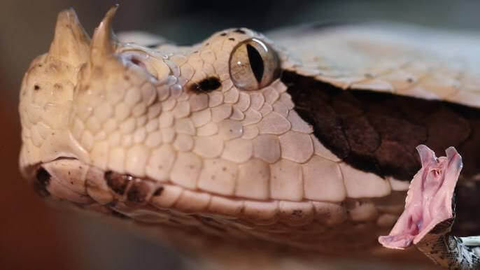 Snake Viral News