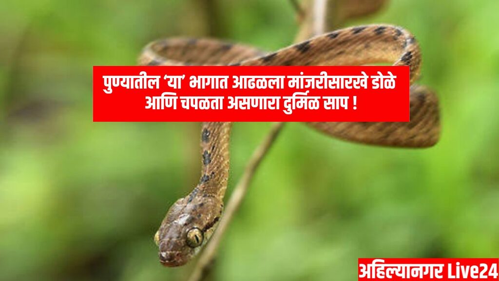 Snake News