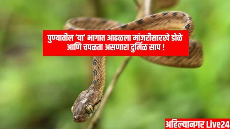 Snake News