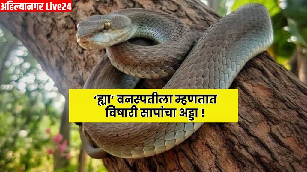 Snake Viral News
