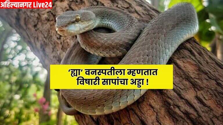 Snake Viral News