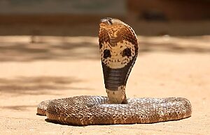 Snake Viral News