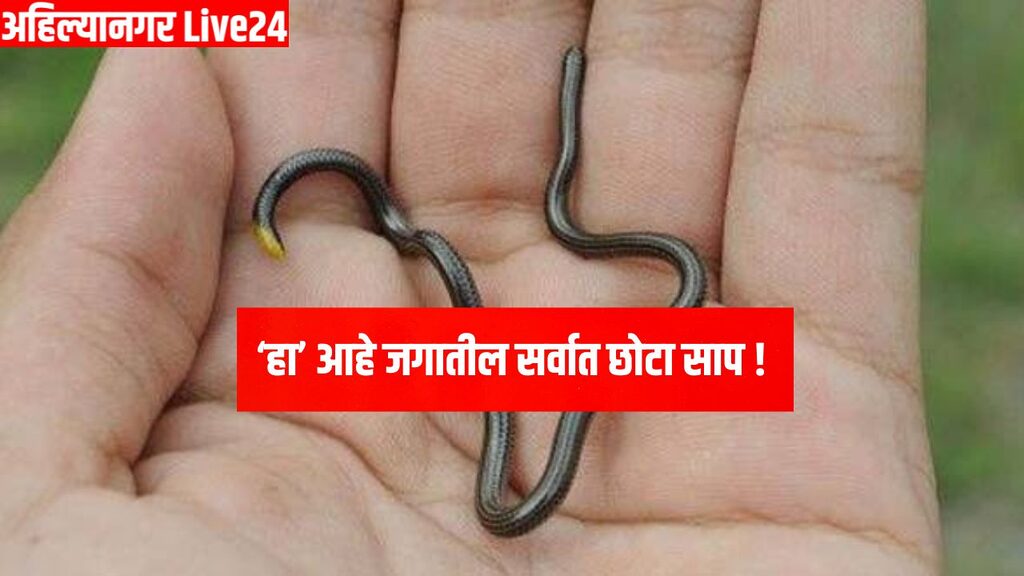 Snake Viral News