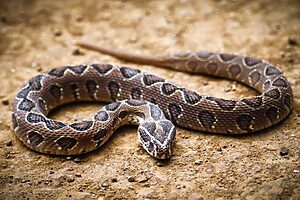 Snake Viral News