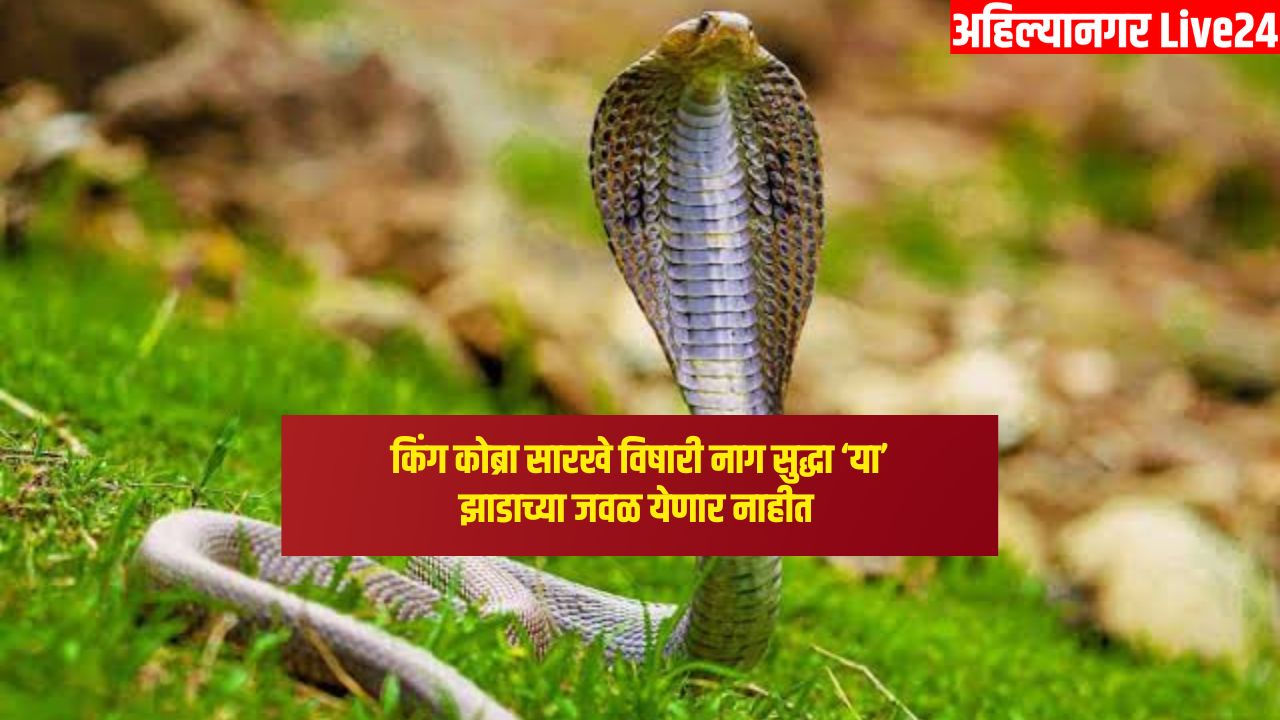Snake Viral News