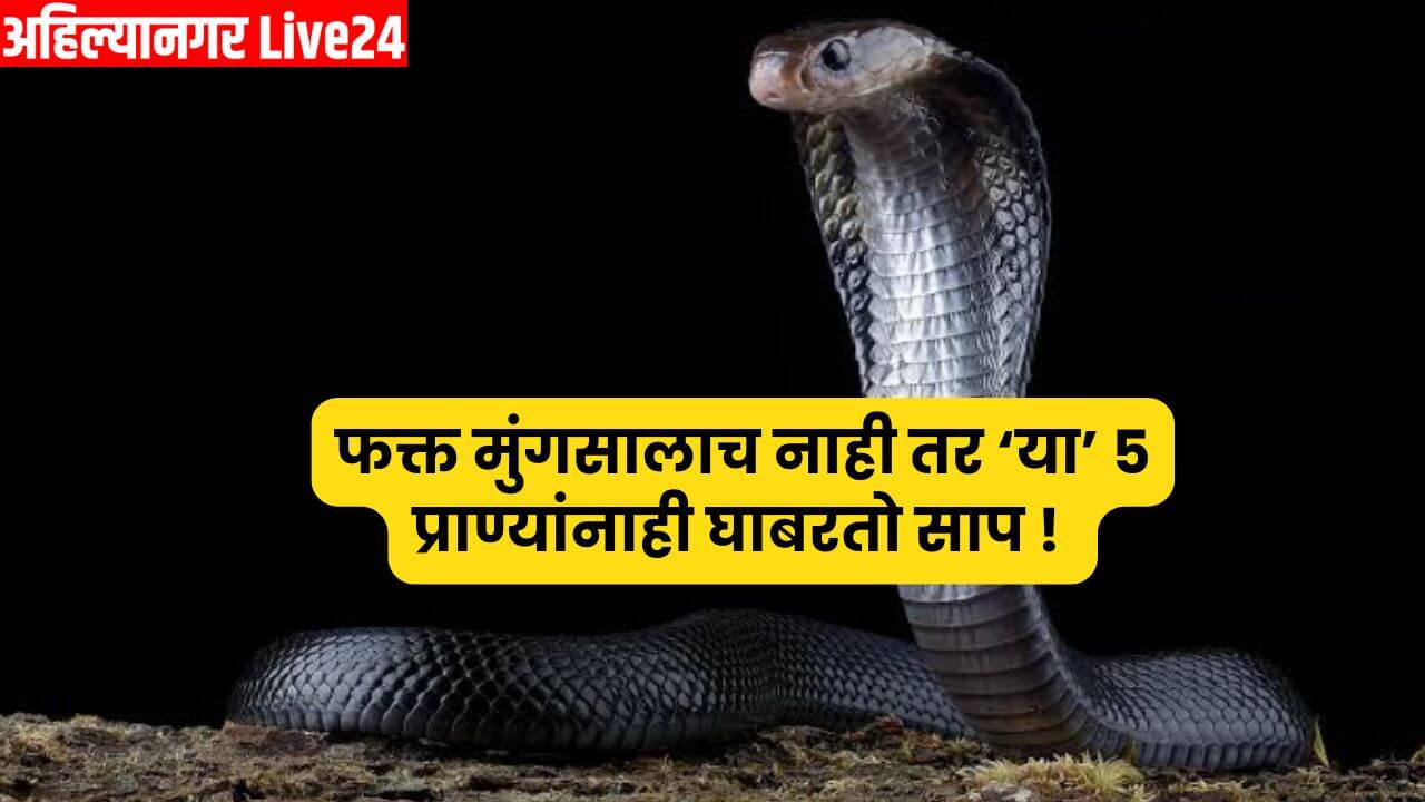 Snake Viral News
