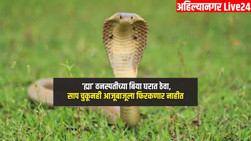 Snake Viral News