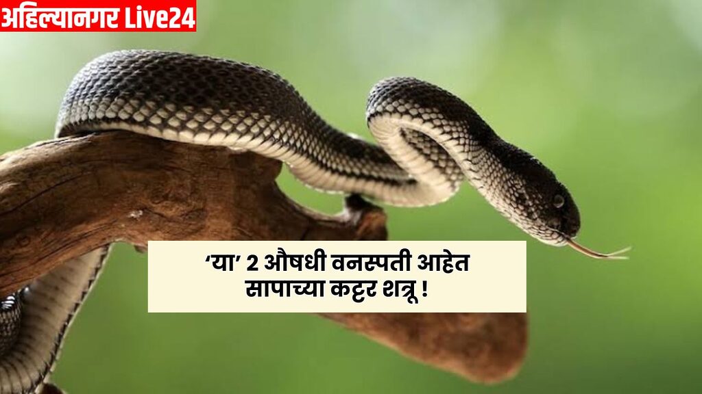 Snake Viral News