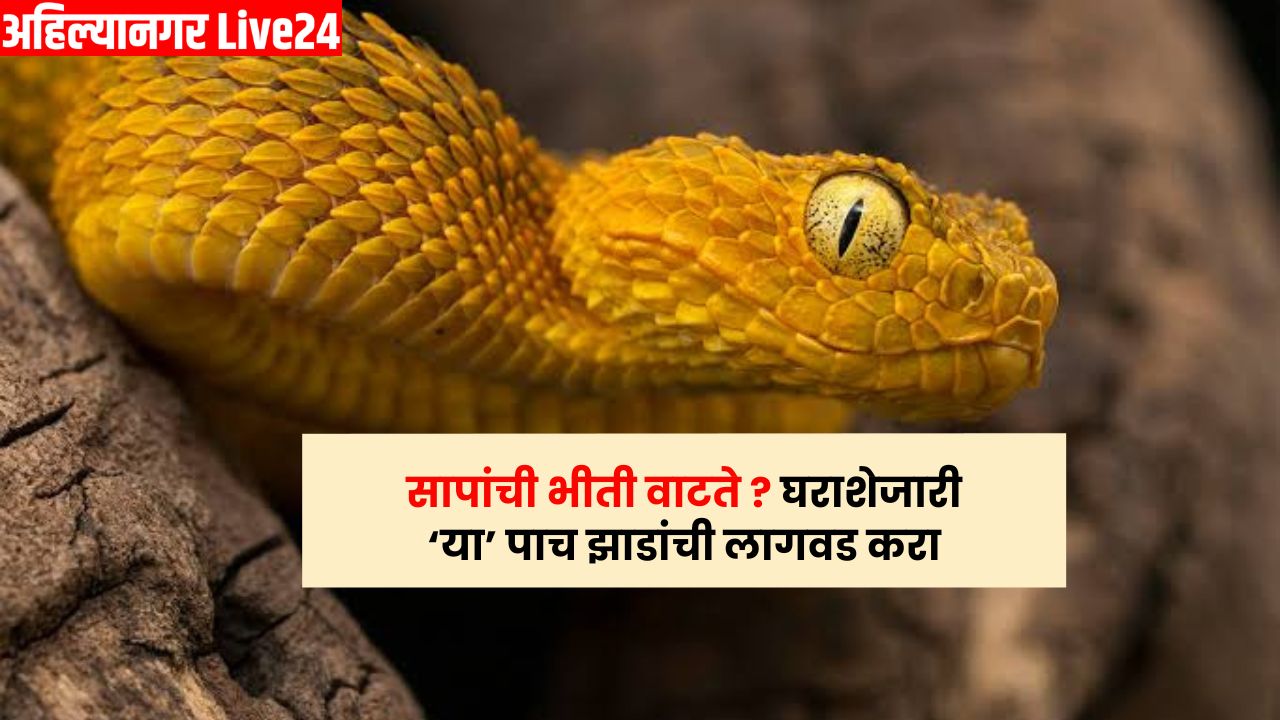 Snake Viral News