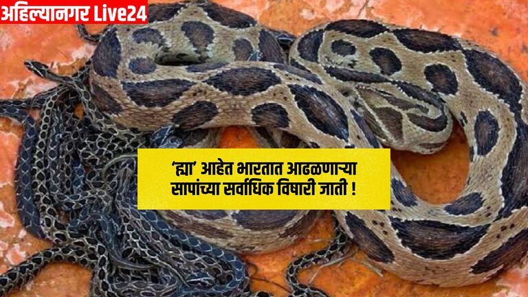 Snake Viral News