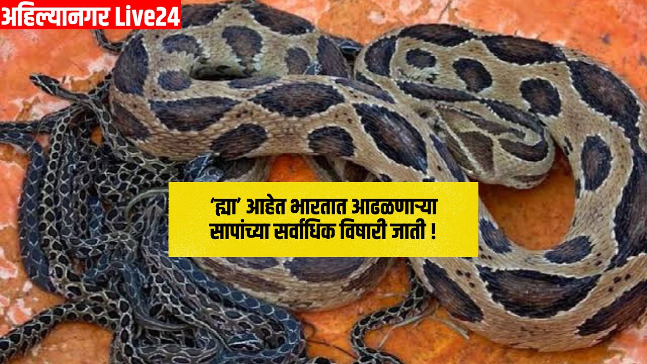 Snake Viral News