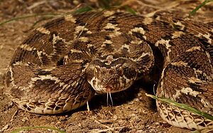 Snake Viral News