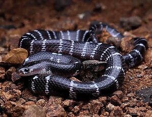 Snake Viral News