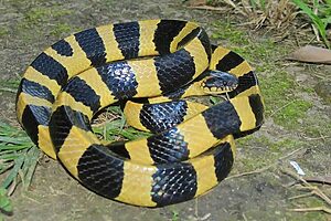Snake Viral News