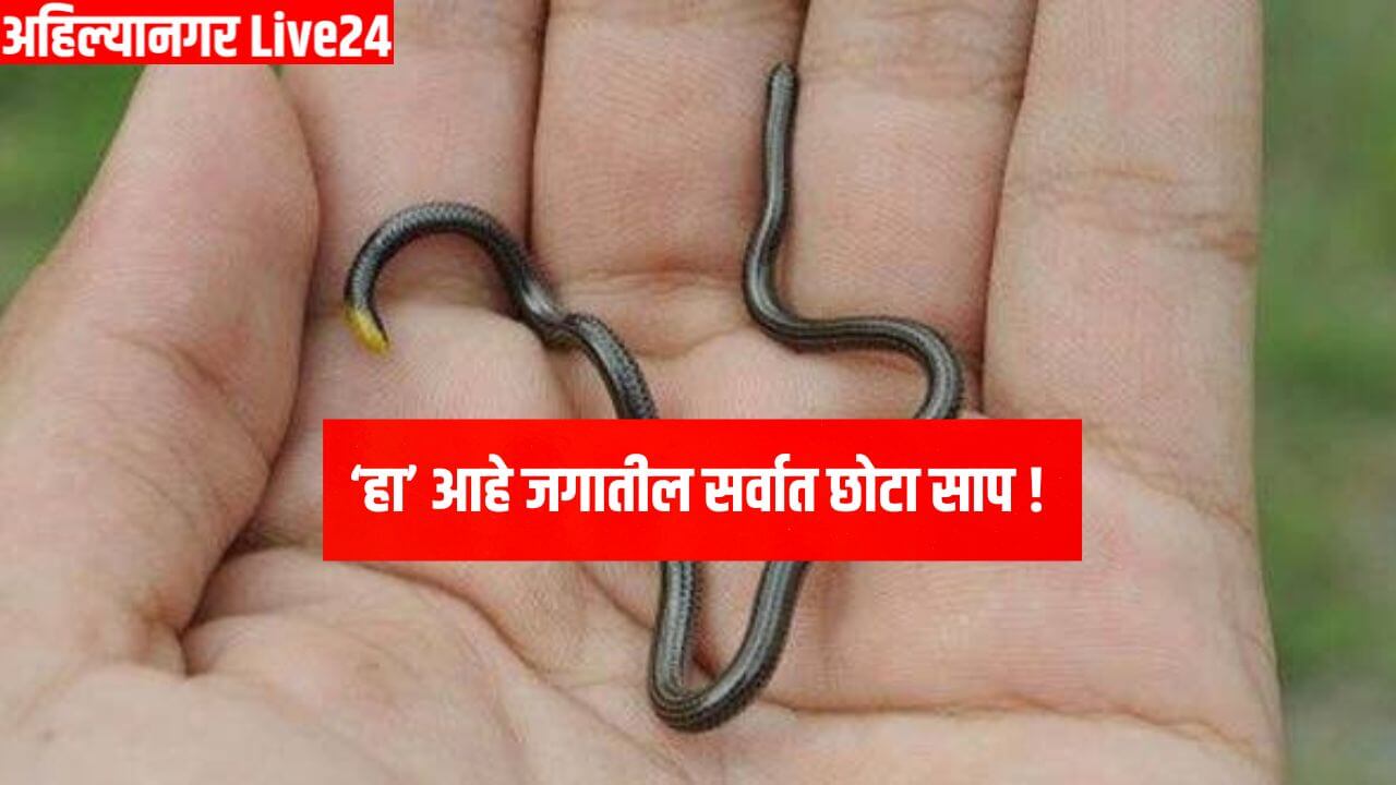 Snake Viral News