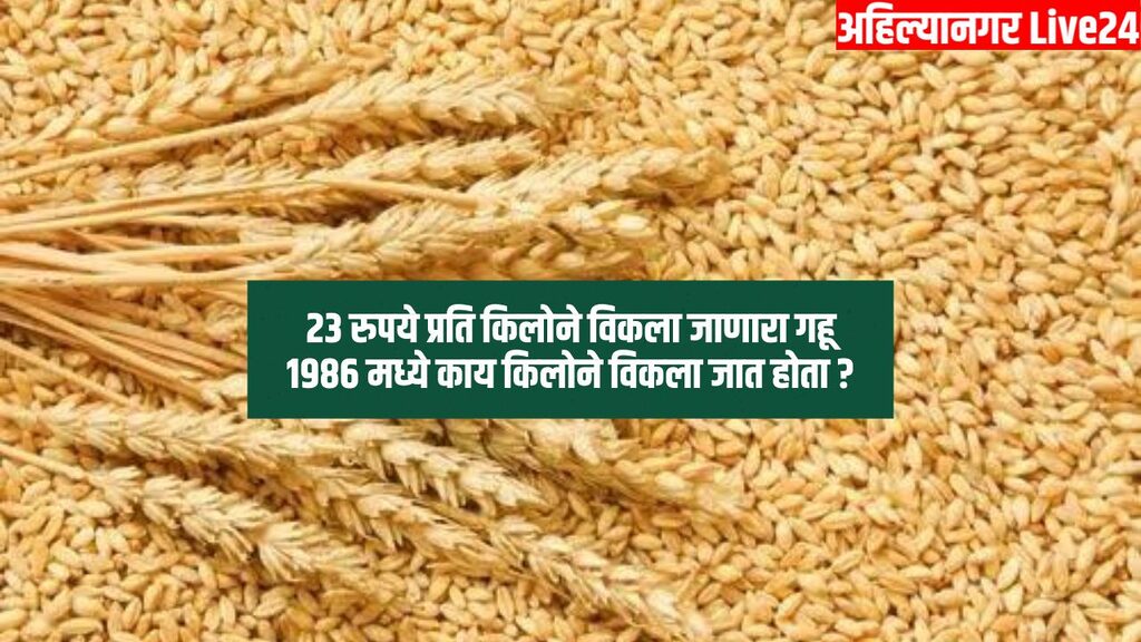 Wheat Rate