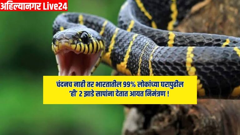 Snake Viral News