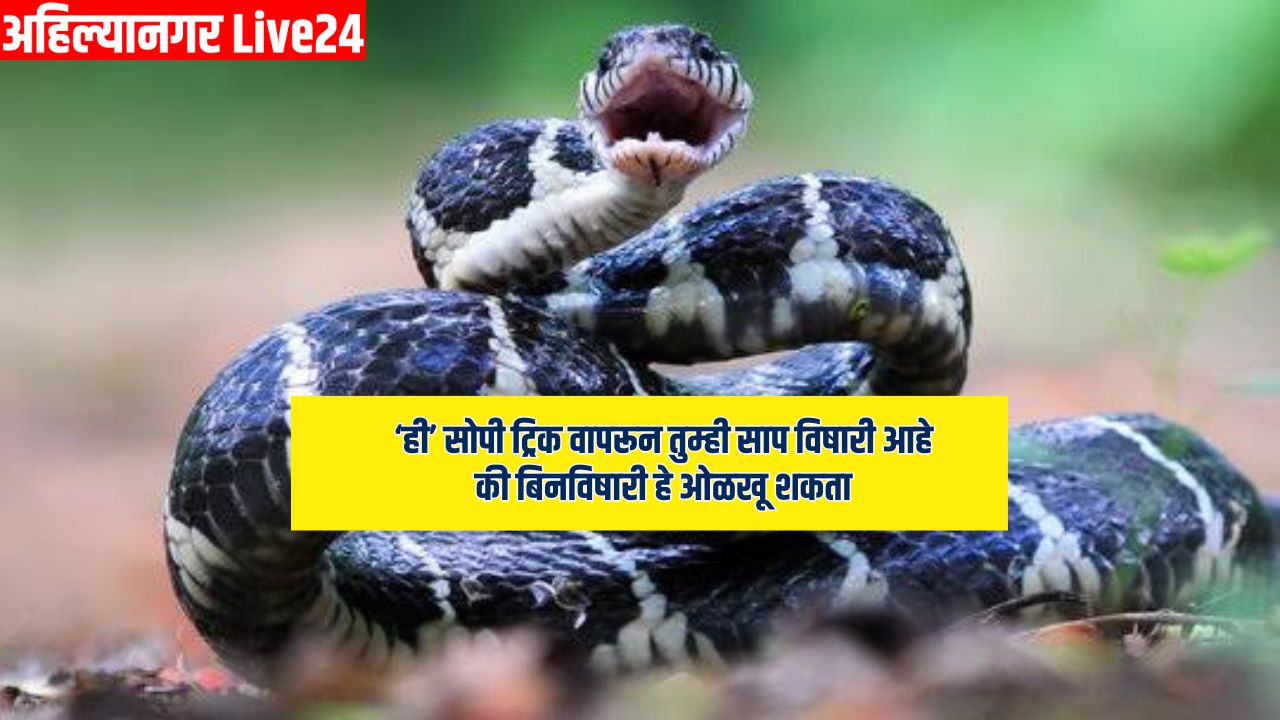 Snake Viral News