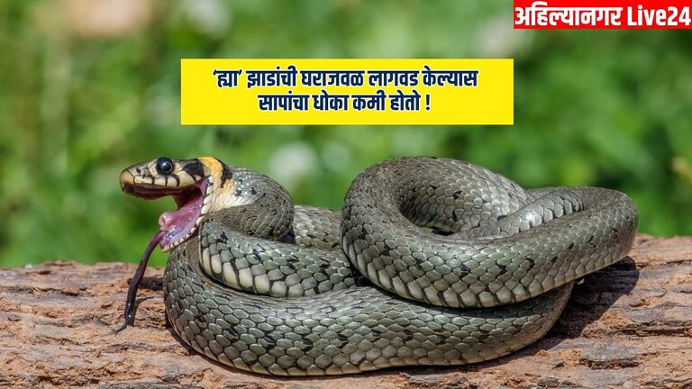 Snake Viral News