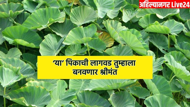 Agricultural Business Idea