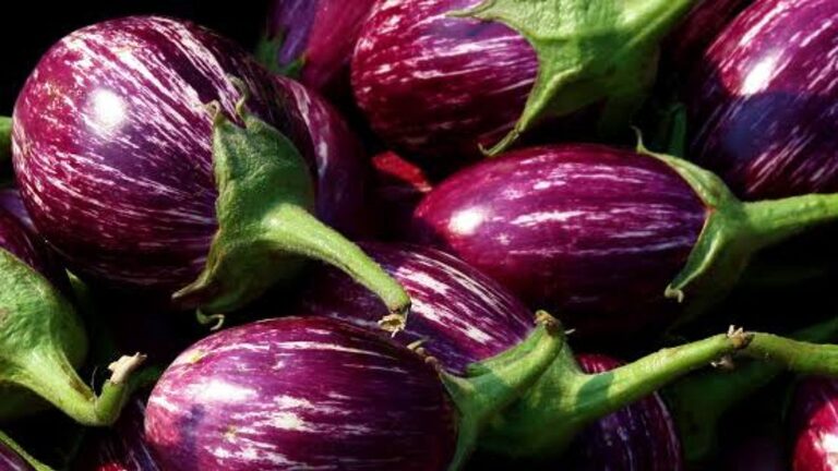 Brinjal Side Effects
