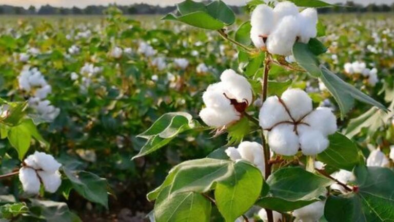 Cotton News