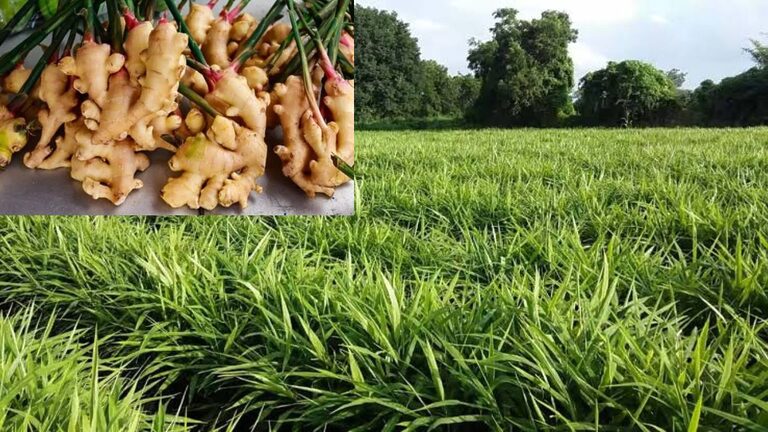 Farmer Success Story