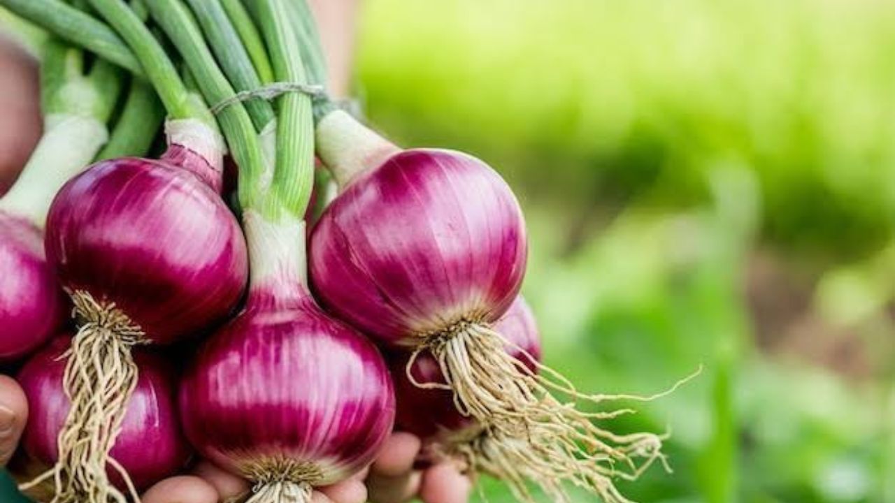 Onion News