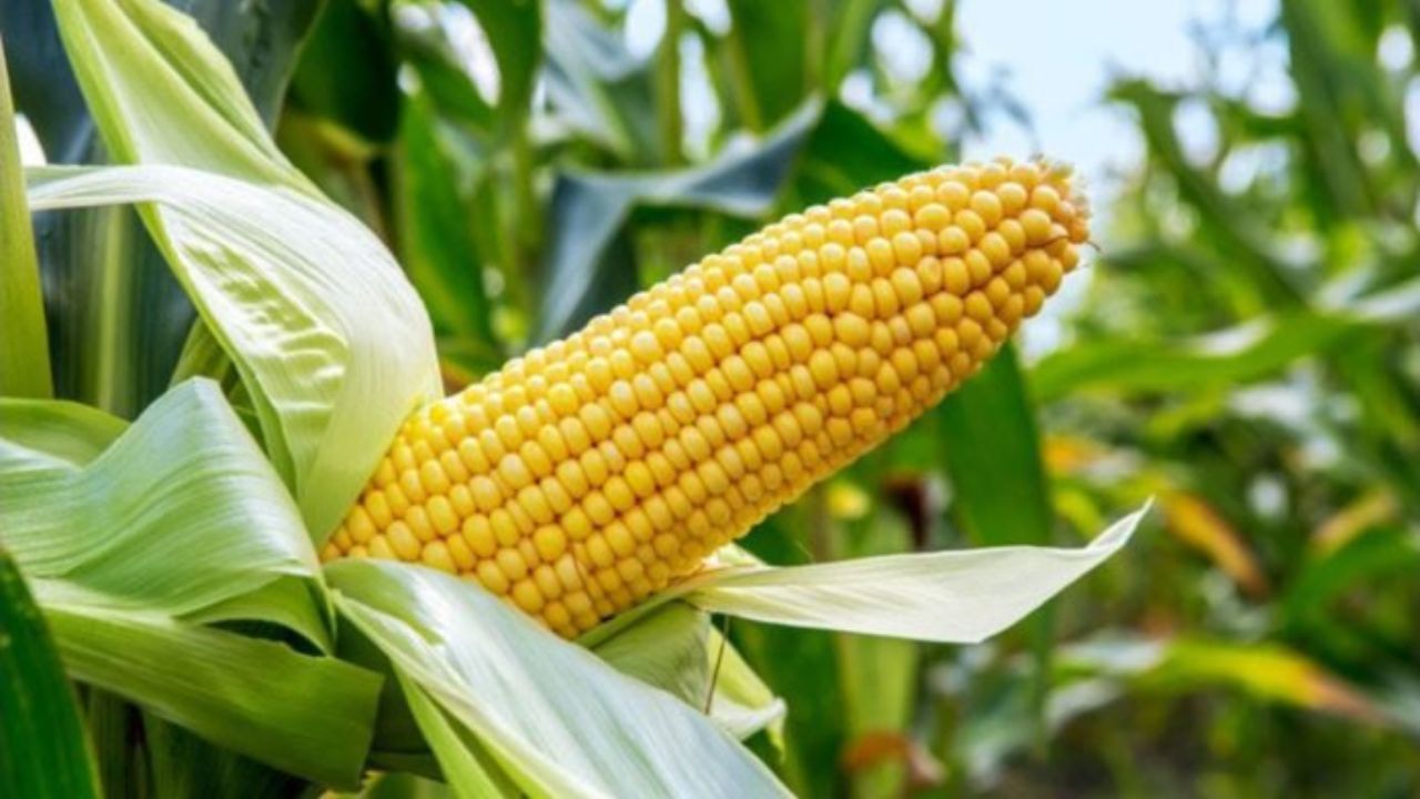 Maize Farming