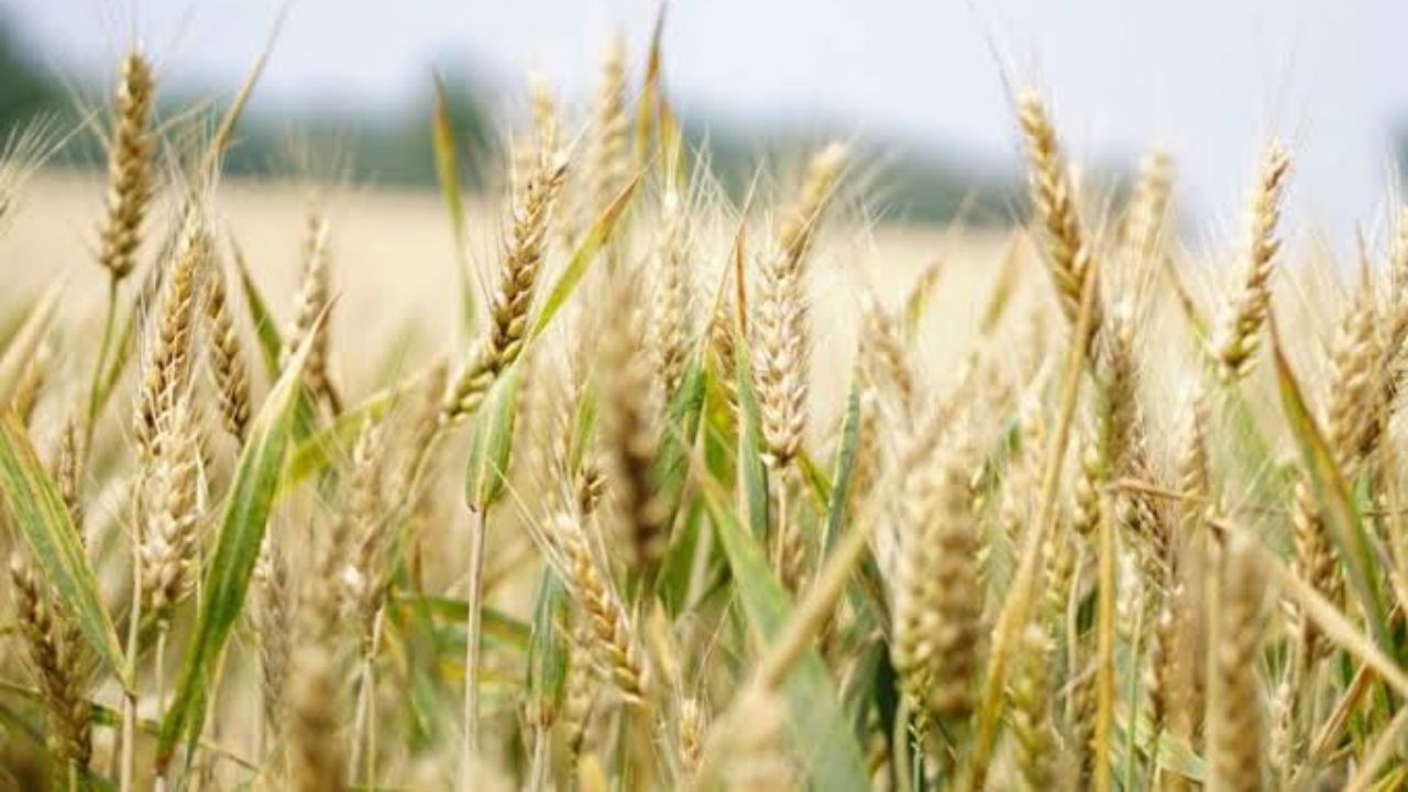 Wheat Farming