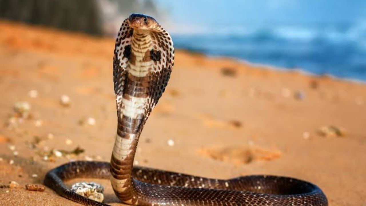 Snake Viral News