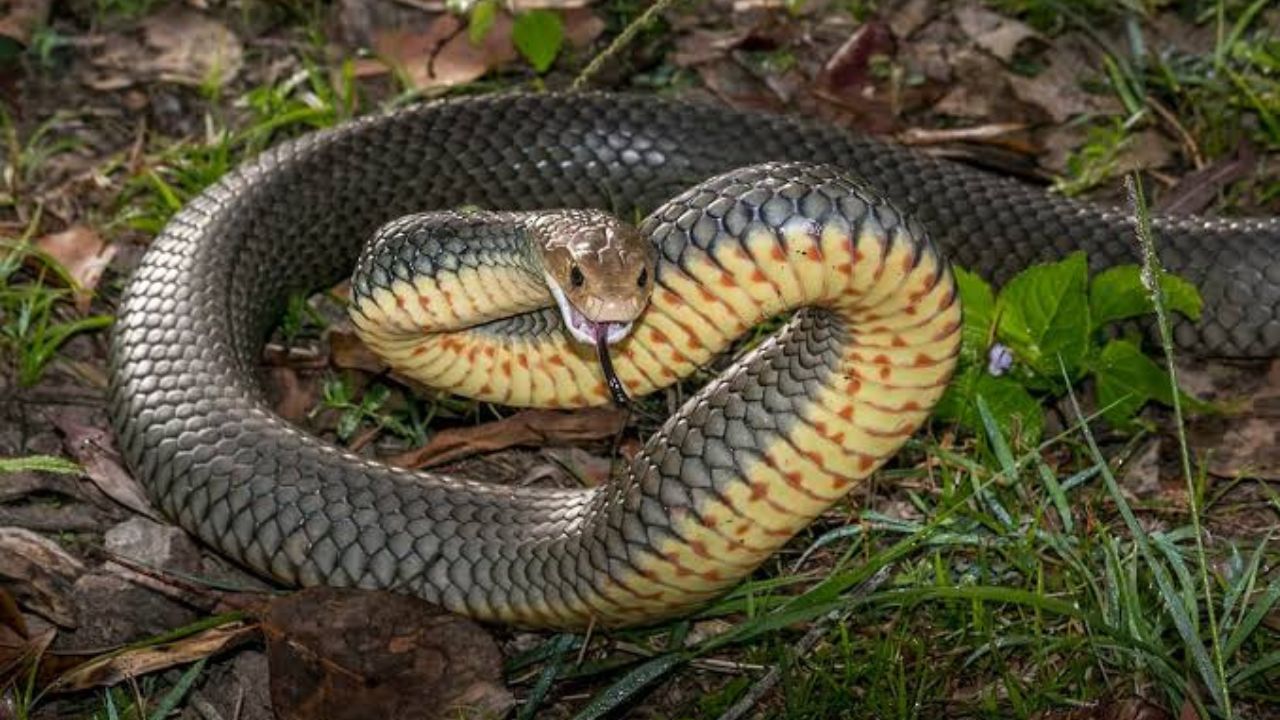 Snake Viral News
