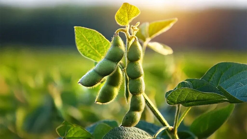 Soybean Farming