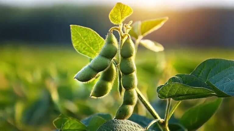 Soybean Farming